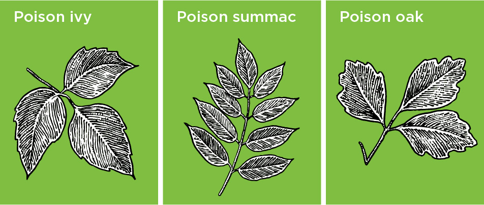 how to prevent poison ivy from spreading